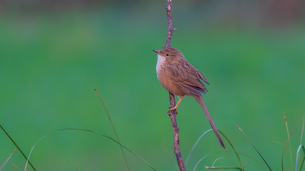 Common Babbler